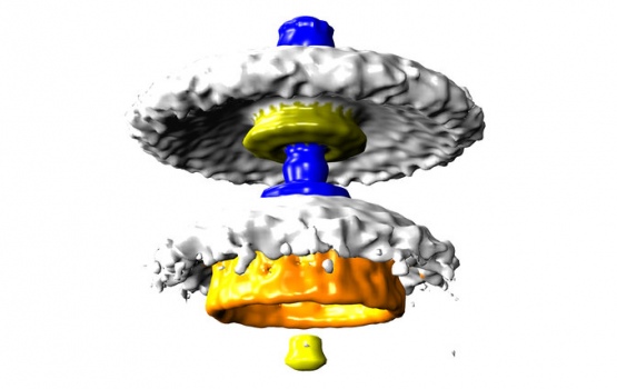 Salmonella motor, with the lowest torque