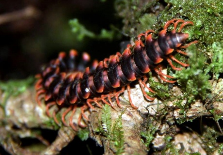 Millipede