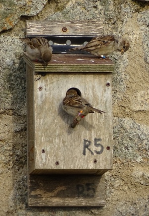 Sparrows on a nest box