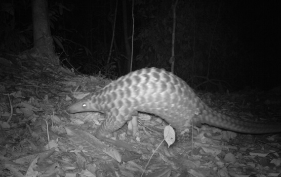 Sunda pangolin