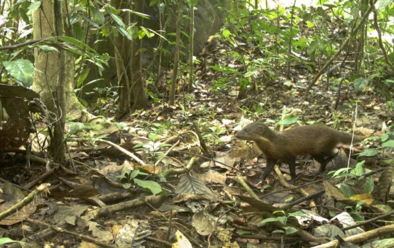 Collared mongoose