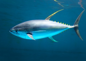 Tuna swimming underwater
