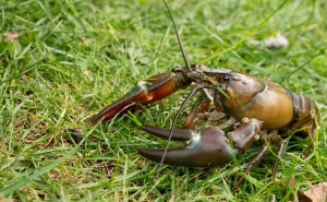 A crayfish on grass