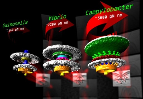 Computer images of the bacterial mechanisms