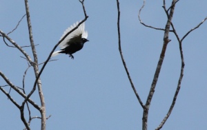 Black and white bird flying between trees