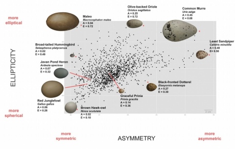 Graph comparing bird species to the shapes of their eggs