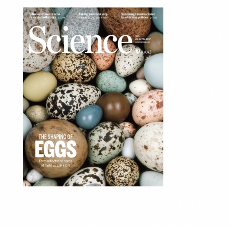 Cover of Science magazine featuring picture of eggs and blurb about the study