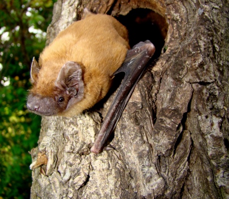 Bat climbing out of a tree hole