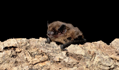 Small bat on a log
