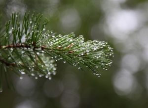Close-up of conifer needles
