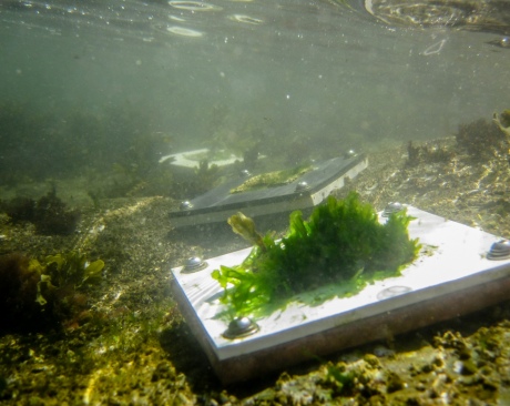 Small rectangular plates with different organisms on them underwater.