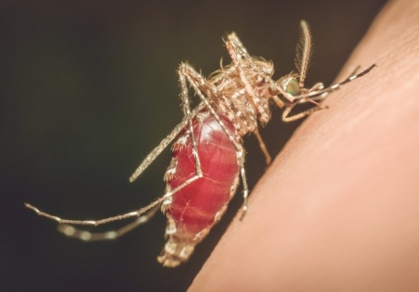 A mosquito biting skin