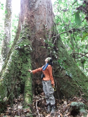 Woman at the base of a large tree