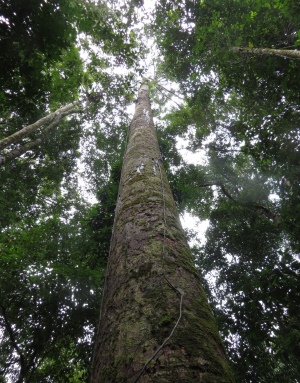 Looking up into the forest canopy