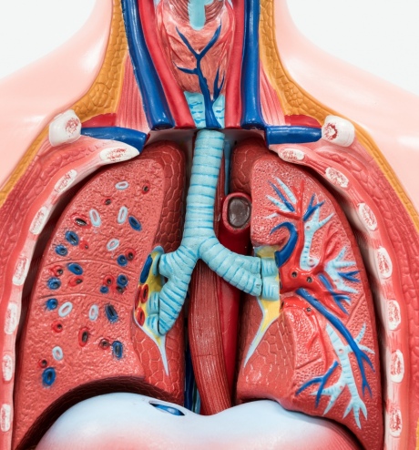 3D model of the lungs within dummy human body