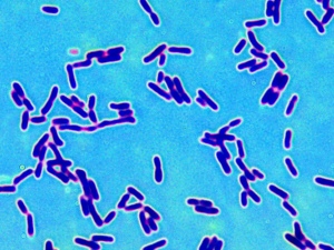 Bacteria