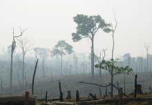 Low extinction rate disguises pending Amazon catastrophe