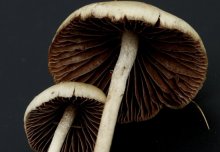 Magic mushrooms' effects illuminated in brain imaging studies