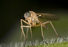 Scientists prove new technology to control malaria-carrying mosquitoes
