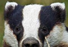 Bovine TB and Badgers – The Science Behind the Controversy