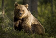European law could be unbearable for Croatia's brown bears