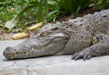 Podcast: ageing science and crocodile watching