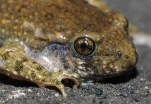 Fungus "micropredators" protect amphibians from deadly disease