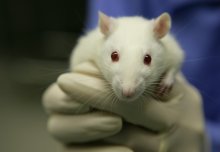 Imperial signs up to UK Concordat on Openness on Animal Research 