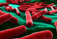 Researchers discover the process behind bacteria's coping strategies