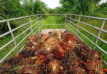 Increasing oil palm yields may not help to conserve tropical forests