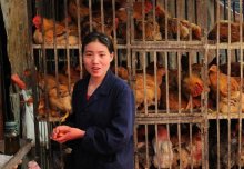 Study highlights H7N9 bird flu's potential to spread between humans