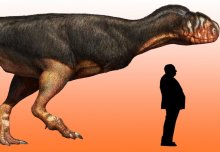 Fossil find reveals just how big carnivorous dinosaur may have grown