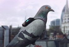 Pigeon patrol gives air pollution study a flying start