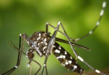 Disproportionate and devastating: Professor Danny Altmann on the Zika virus