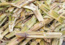 Bioenergy crops are not a risk to food production, says a new report