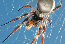 Vibrating qualities of spiders' silk exploited in prototype violin