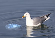 UK plastic waste in the ocean ends up in the Arctic