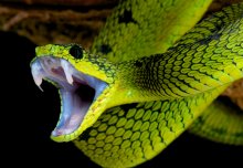 Research on venomous snake bites receives cash injection