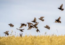 Global alien bird species movements mapped for the first time