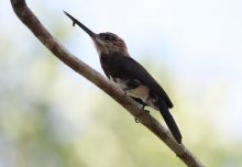 Tropical forests need birds in order to recover from deforestation