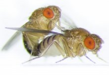 Female fruit flies become more aggressive towards each other after sex