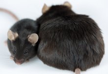 Major new appetite regulator successfully altered in mice