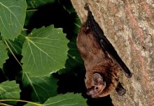 Smart detectors set to monitor urban bat life