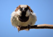 When collecting bird sperm, method matters