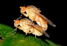 Sexually aroused male flies unable to sleep after close encounters with females