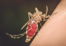 Birth control for parasites: researchers reveal new vaccine target for malaria