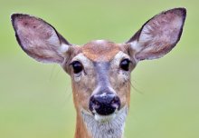 Could deer hold clues about the link between malaria resistance and sickle cell?