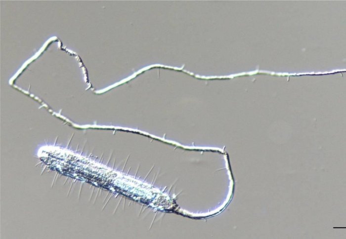Microscopic animal found in soil
