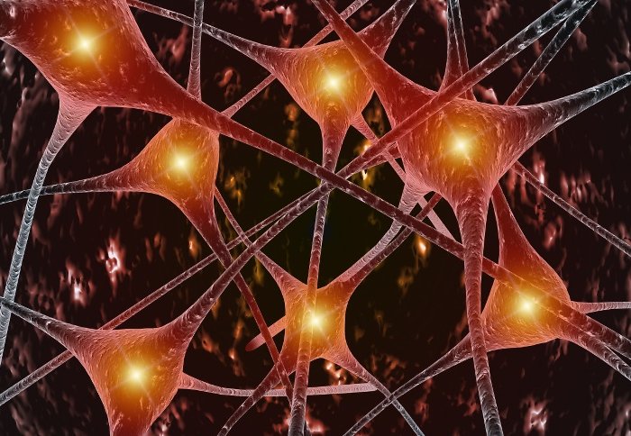 Brain cell neurones