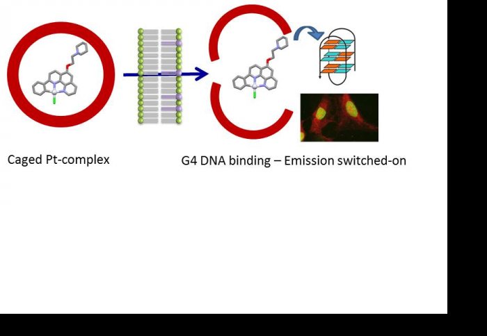 Encapsulated Pt-based probe for DNA imaging